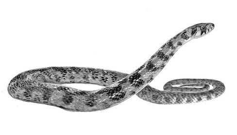 Иллюстрация к книге — Бюро лесных услуг. С вопросами и ответами для почемучек [i_143.jpg]