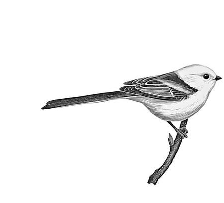 Иллюстрация к книге — Бюро лесных услуг. С вопросами и ответами для почемучек [i_146.jpg]