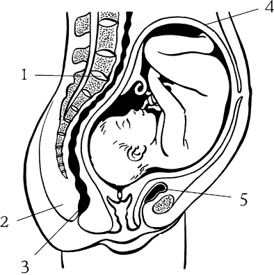 Иллюстрация к книге — Я скоро стану мамой. Главная книга для главного события в вашей жизни [_18.jpg]