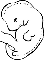 Иллюстрация к книге — Я скоро стану мамой. Главная книга для главного события в вашей жизни [_22.jpg]