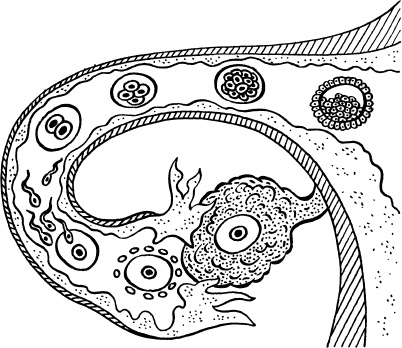 Иллюстрация к книге — Я скоро стану мамой. Главная книга для главного события в вашей жизни [_4.jpg]