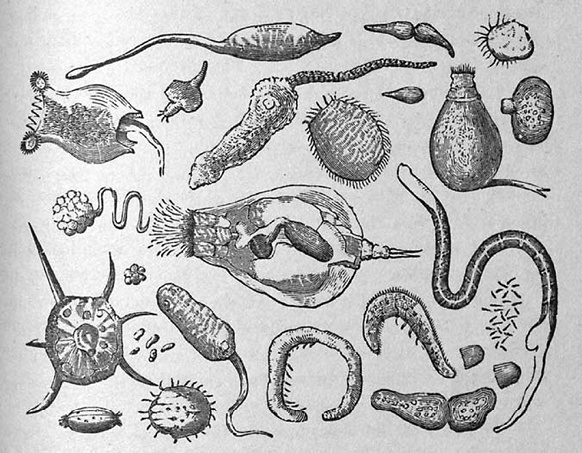 Иллюстрация к книге — Двигатели жизни. Как бактерии сделали наш мир обитаемым [i_006.jpg]