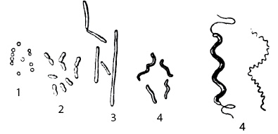Иллюстрация к книге — Двигатели жизни. Как бактерии сделали наш мир обитаемым [i_007.jpg]
