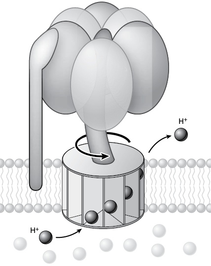 Иллюстрация к книге — Двигатели жизни. Как бактерии сделали наш мир обитаемым [i_015.jpg]