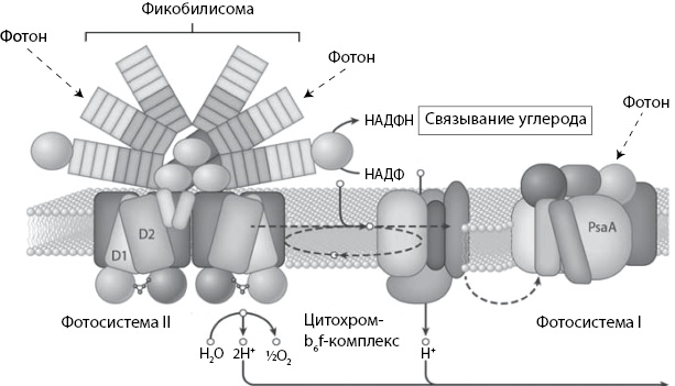 Иллюстрация к книге — Двигатели жизни. Как бактерии сделали наш мир обитаемым [i_016.jpg]