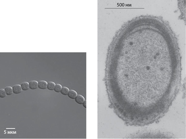Иллюстрация к книге — Двигатели жизни. Как бактерии сделали наш мир обитаемым [i_017.jpg]