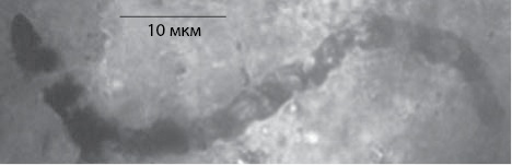 Иллюстрация к книге — Двигатели жизни. Как бактерии сделали наш мир обитаемым [i_018.jpg]