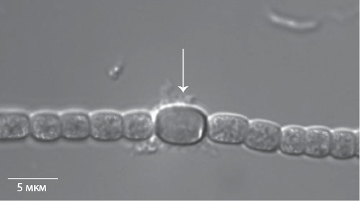 Иллюстрация к книге — Двигатели жизни. Как бактерии сделали наш мир обитаемым [i_023.jpg]