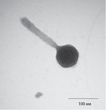 Иллюстрация к книге — Двигатели жизни. Как бактерии сделали наш мир обитаемым [i_025.jpg]