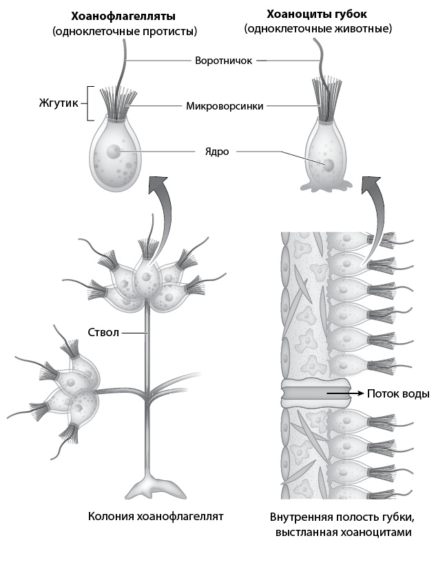 Иллюстрация к книге — Двигатели жизни. Как бактерии сделали наш мир обитаемым [i_032.jpg]