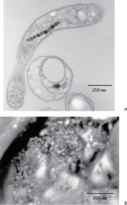Иллюстрация к книге — Двигатели жизни. Как бактерии сделали наш мир обитаемым [i_038.jpg]