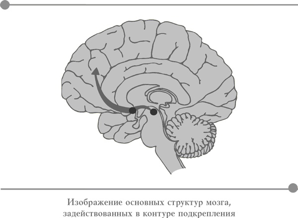 Иллюстрация к книге — Странная девочка, которая влюбилась в мозг. Как знание нейробиологии помогает стать привлекательнее, счастливее и лучше [i_007.jpg]