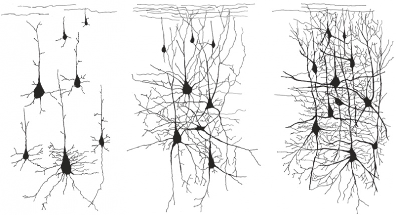 Иллюстрация к книге — Иллюзия &quot;Я&quot;, или Игры, в которые играет с нами мозг [i_004.jpg]