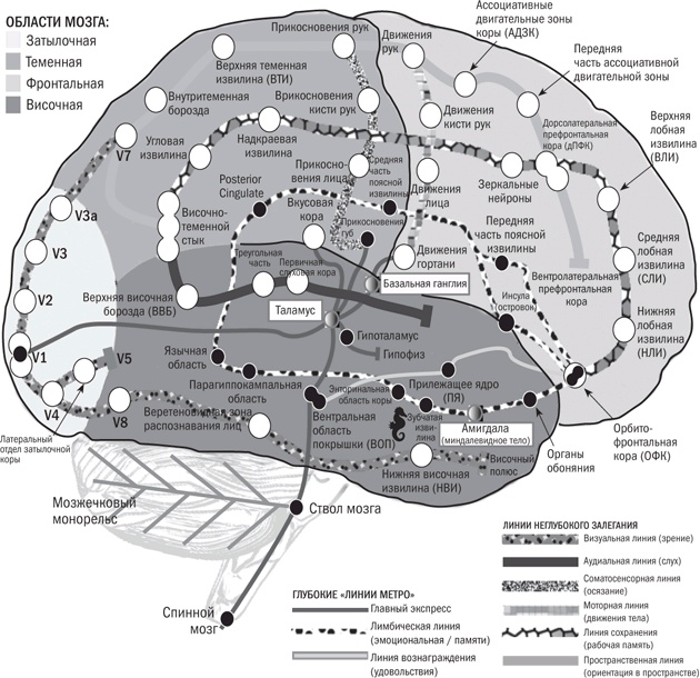 Иллюстрация к книге — Мозг: краткое руководство. Все, что вам нужно знать для повышения эффективности и снижения стресса [i_001.jpg]