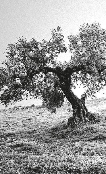 Иллюстрация к книге — Невыбирающее осознавание [_1.jpg]