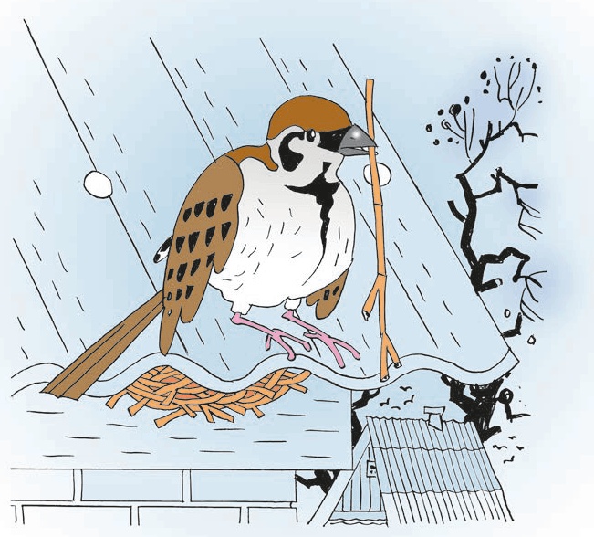 Иллюстрация к книге — Перепёлка и Воробей [i_002.jpg]