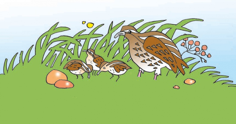 Иллюстрация к книге — Перепёлка и Воробей [i_004.jpg]