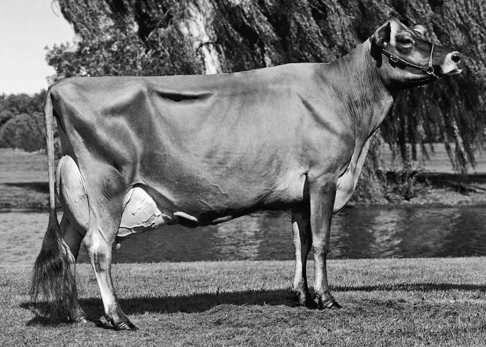 Иллюстрация к книге — Почему мы толстеем. Мифы и факты о том, что мешает нам быть стройными [_006.jpg]