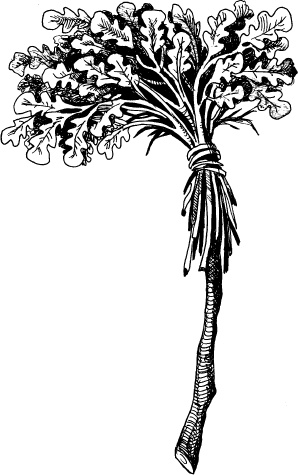 Иллюстрация к книге — Когда зацветет папоротник. Злая ведьма Варвара [_25.jpg]