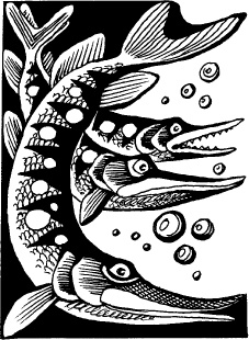 Иллюстрация к книге — Когда зацветет папоротник. Злая ведьма Варвара [_8.jpg]