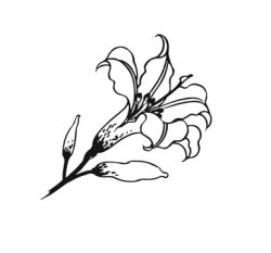 Иллюстрация к книге — Исцели свое сердце! [i_054.jpg]