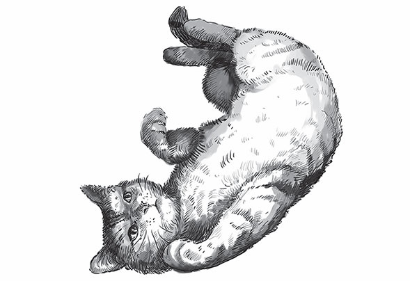 Иллюстрация к книге — Кот Боб. Во имя любви [i_004.jpg]