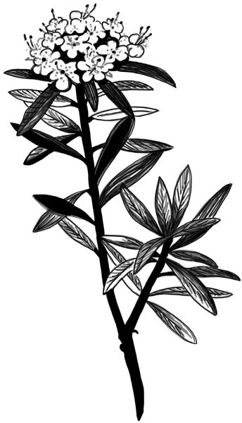 Иллюстрация к книге — Тайна ведьмы Урсулы [_076.jpg]