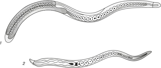 Иллюстрация к книге — Паразиты. Профилактика и очищение [i_006.jpg]