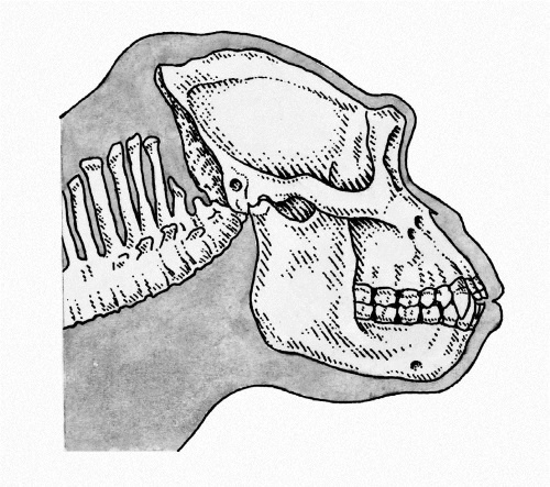Иллюстрация к книге — Тайны человека [i_011.jpg]