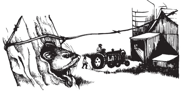 Иллюстрация к книге — Миссис Фрисби и крысы НИПЗ [i_006.jpg]