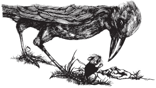 Иллюстрация к книге — Миссис Фрисби и крысы НИПЗ [i_007.jpg]