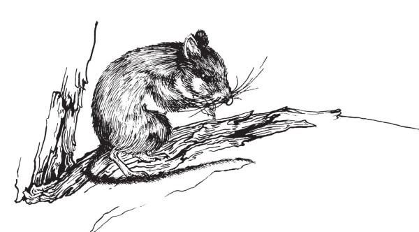 Иллюстрация к книге — Миссис Фрисби и крысы НИПЗ [i_029.jpg]