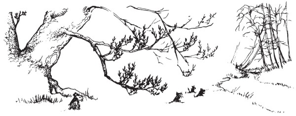 Иллюстрация к книге — Миссис Фрисби и крысы НИПЗ [i_030.jpg]