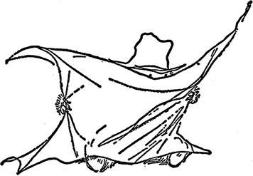 Иллюстрация к книге — Медвежонок Паддингтон за границей [i_001.jpg]