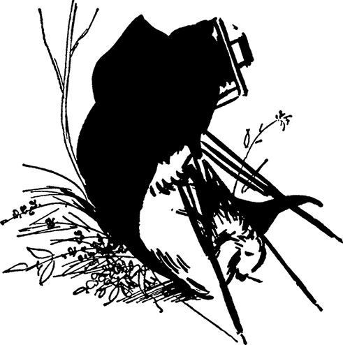 Иллюстрация к книге — Медвежонок Паддингтон. Новые приключения [i_005.jpg]