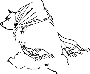 Иллюстрация к книге — Медвежонок Паддингтон спешит на помощь [i_013.jpg]