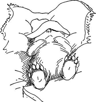 Иллюстрация к книге — Медвежонок Паддингтон тут и там [i_009.jpg]