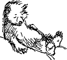 Иллюстрация к книге — Медвежонок Паддингтон не сдается [i_038.jpg]