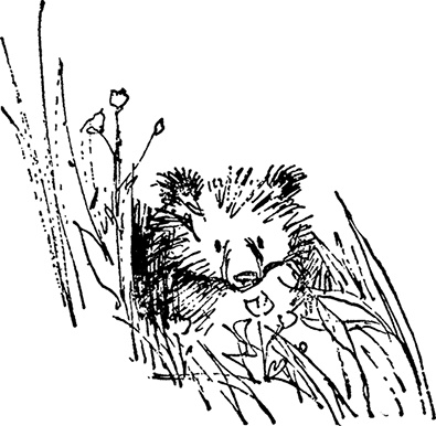 Иллюстрация к книге — Медвежонок Паддингтон занят делом [i_022.jpg]