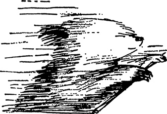 Иллюстрация к книге — Медвежонок Паддингтон находит выход [i_008.jpg]