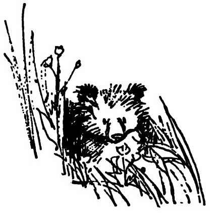 Иллюстрация к книге — Паддингтон путешествует [i_062.jpg]