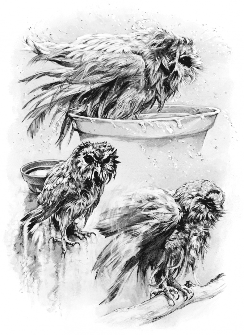 Иллюстрация к книге — Сова, которой нравилось сидеть на Цезаре [_0001.jpg]