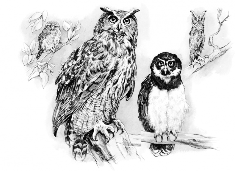 Иллюстрация к книге — Сова, которой нравилось сидеть на Цезаре [i_002.jpg]