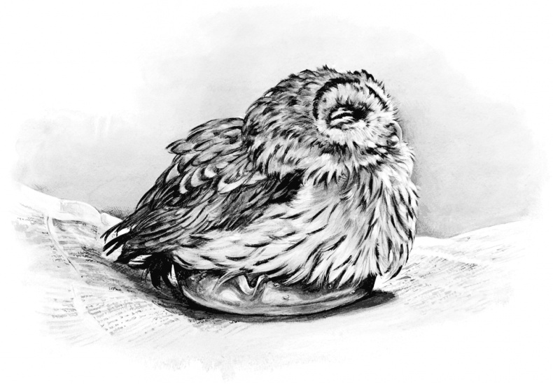 Иллюстрация к книге — Сова, которой нравилось сидеть на Цезаре [i_003.jpg]