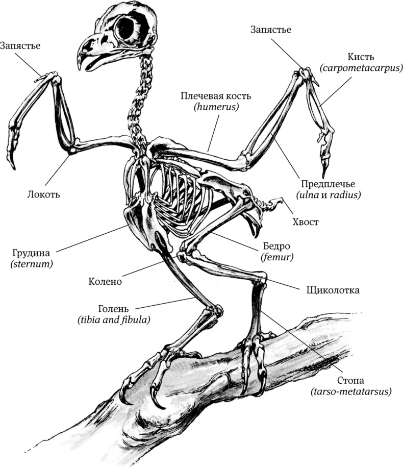Иллюстрация к книге — Сова, которой нравилось сидеть на Цезаре [i_006.jpg]