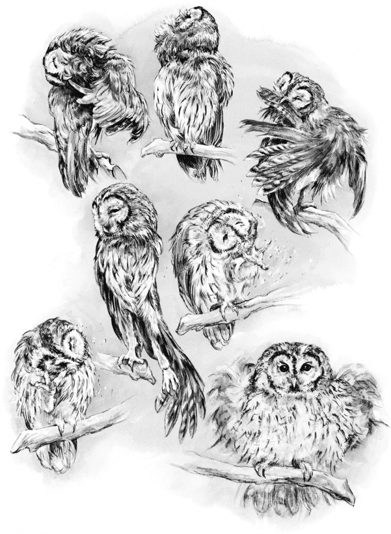 Иллюстрация к книге — Сова, которой нравилось сидеть на Цезаре [i_007.jpg]