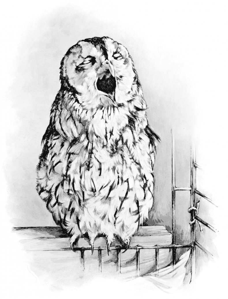 Иллюстрация к книге — Сова, которой нравилось сидеть на Цезаре [i_009.jpg]