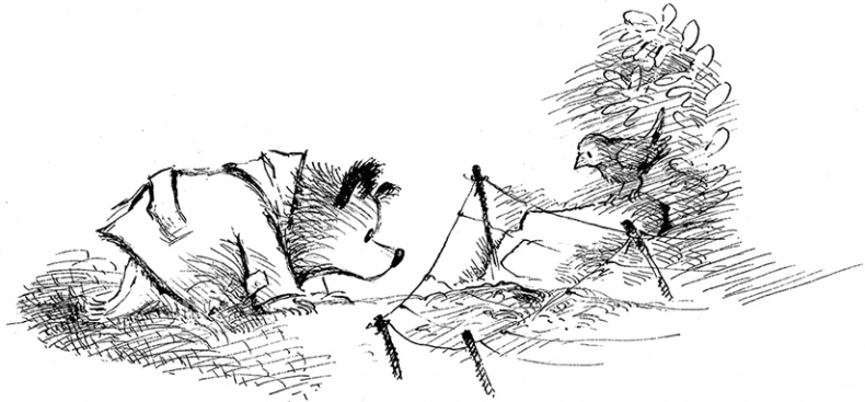 Иллюстрация к книге — Медвежонок Паддингтон – чемпион [i_001.jpg]