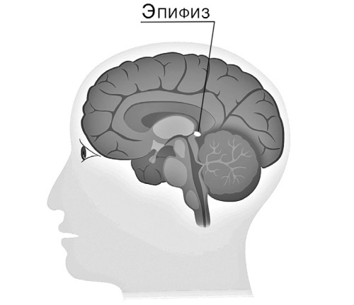 Иллюстрация к книге — Тайны бессмертия [i_006.jpg]