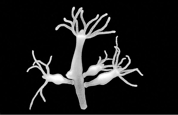 Иллюстрация к книге — Тайны бессмертия [i_012.jpg]